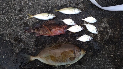 サビキ釣り 初アイゴ