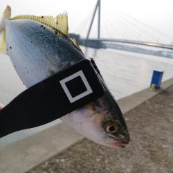 舞洲常吉大橋調査