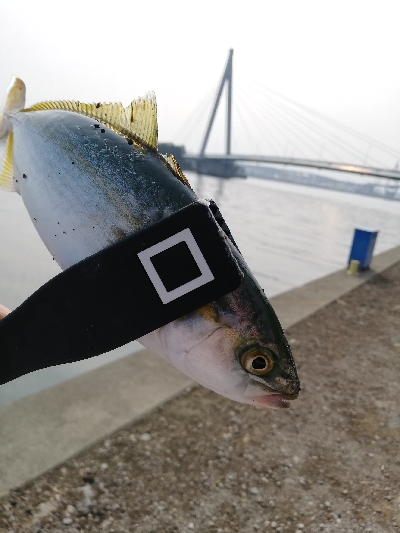 舞洲常吉大橋調査