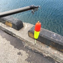 ファミリーサビキ釣り