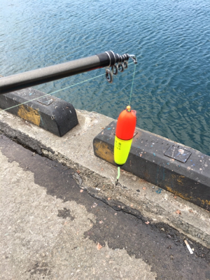 ファミリーサビキ釣り