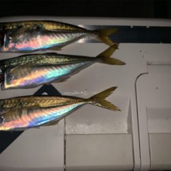 マズメのアジング