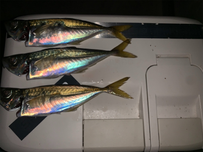 マズメのアジング