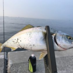 シーバスさがし！