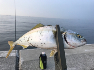 シーバスさがし！