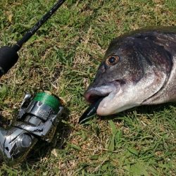 灼熱チヌトップ