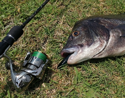 灼熱チヌトップ