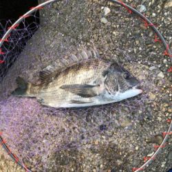 フカセ釣り  夏チヌ好調！