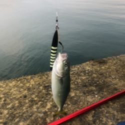 ショアジギング 北海道 道南