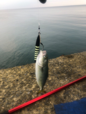 ショアジギング 北海道 道南
