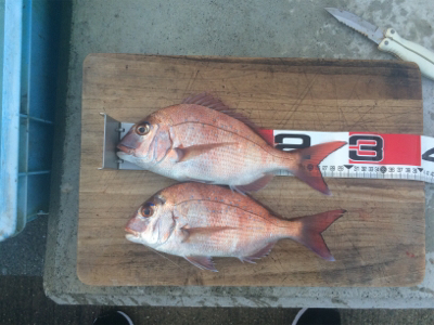 チャリコ猛攻かわしきれず