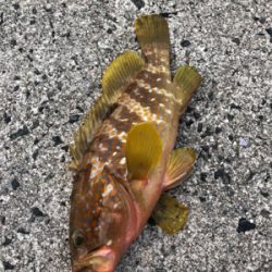 やっと釣れました。