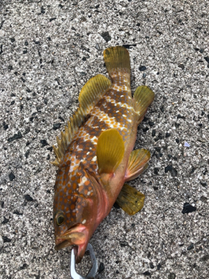 やっと釣れました。