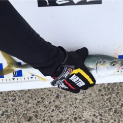 もう少しでハマチ