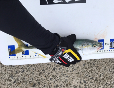 もう少しでハマチ