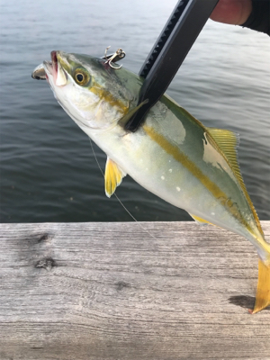 ダブルヘッダーで…