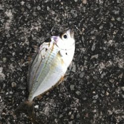 アジングしたかったのに・・・