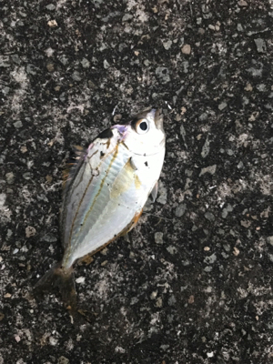 アジングしたかったのに・・・