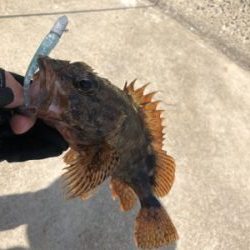 DD8でライトロック