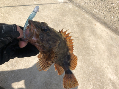 DD8でライトロック