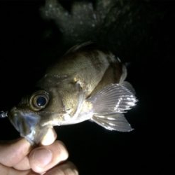 台風一過ライトゲーム