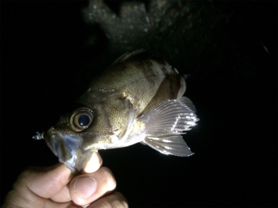 台風一過ライトゲーム