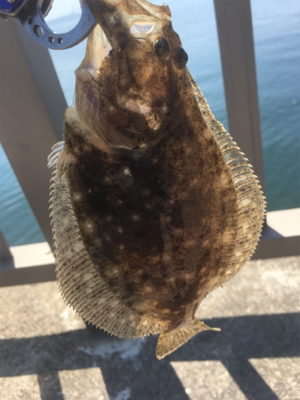 ソフトルアー満喫♪