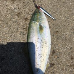 ツバスまだまだイケる