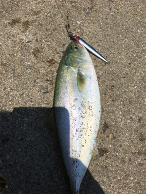 ツバスまだまだイケる