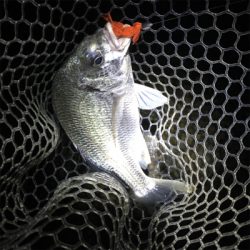 カッティングベイトのキビレグレープがどハマり