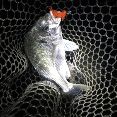 カッティングベイトのキビレグレープがどハマり