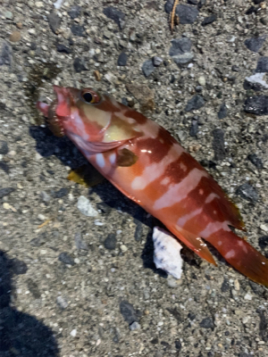 遠征しました！アカハタ