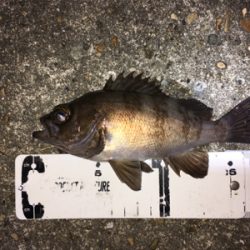 梅雨が明けてもメバリング