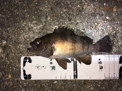 梅雨が明けてもメバリング