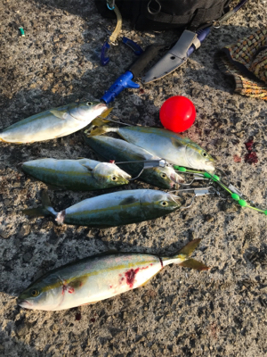 昼からツバス祭り