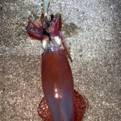 ケンサキイカ②