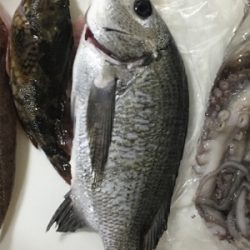 チビチヌヒット！