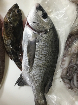 チビチヌヒット！