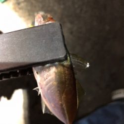 アジとメバルとケンサキ