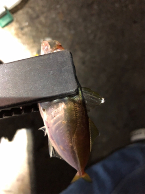 アジとメバルとケンサキ