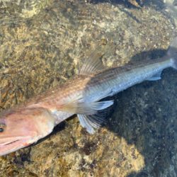 シャローの青物