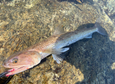 シャローの青物