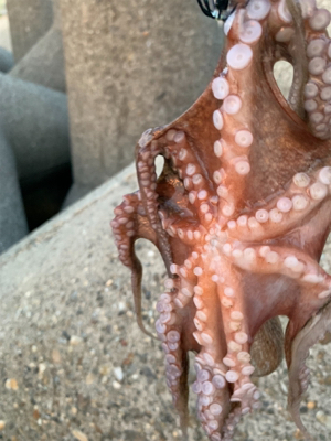 仕事帰り何とか。