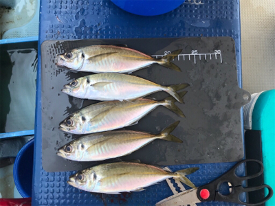 メクリアジ  純栄丸