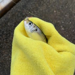 ホームグラウンドにしたい新舞子マリンパーク