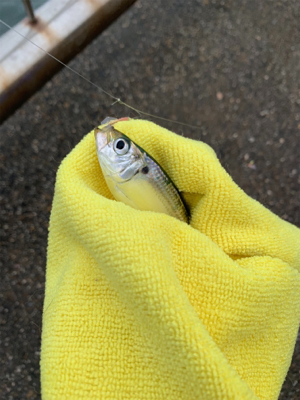 ホームグラウンドにしたい新舞子マリンパーク