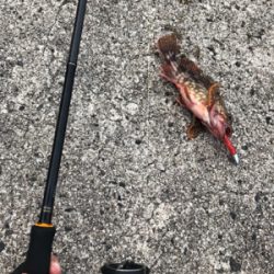 ロックフィッシュ狙い