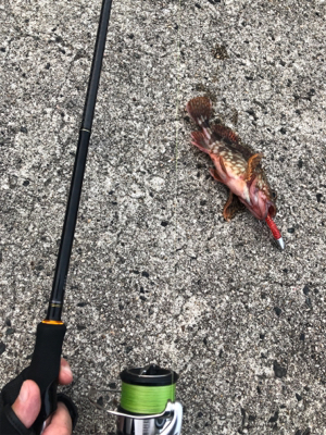 ロックフィッシュ狙い