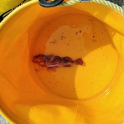 コブダイ釣りのリベンジ