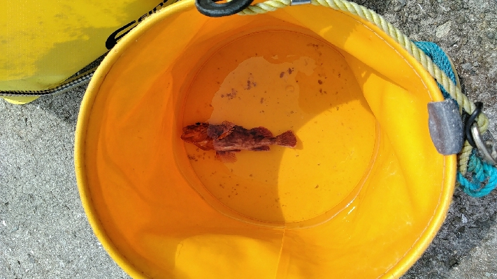 コブダイ釣りのリベンジ